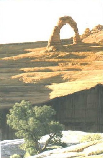 DELICATE EVENING ARCH