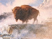 BAFFALO STUDY