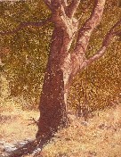 TREE SKETCH