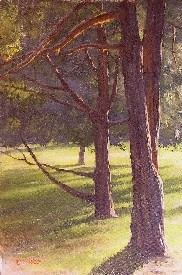 VOLKER PARK EVERGREENS