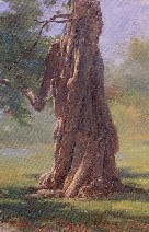 CATALPA TREE II