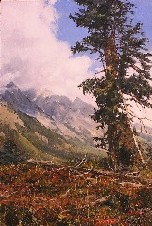 BATTERED PINE
