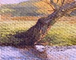 TREE & BROOK