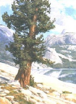 YOSEMITE GRANITE
