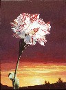 CARNATION BY SUNSET