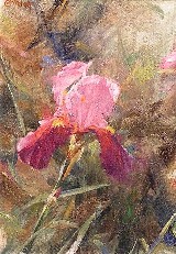 A SINGLE IRIS
