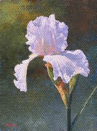 BRILLIANT WHITE